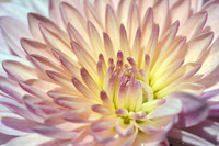 ALL IMAGES COPYRIGHTED; NO IMAGES ARE WITHIN THE PUBLIC DOMAIN AND CANNOT BE COPIED OR REPRODUCED WITHOUT PERMISSION