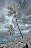 ALL IMAGES COPYRIGHTED; NO IMAGES ARE WITHIN THE PUBLIC DOMAIN AND CANNOT BE COPIED OR REPRODUCED WITHOUT PERMISSION