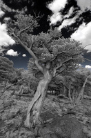 ALL IMAGES COPYRIGHTED; NO IMAGES ARE WITHIN THE PUBLIC DOMAIN AND CANNOT BE COPIED OR REPRODUCED WITHOUT PERMISSION