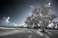 ALL IMAGES COPYRIGHTED; NO IMAGES ARE WITHIN THE PUBLIC DOMAIN AND CANNOT BE COPIED OR REPRODUCED WITHOUT PERMISSION