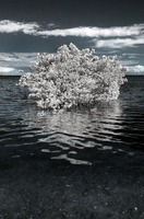 ALL IMAGES COPYRIGHTED; NO IMAGES ARE WITHIN THE PUBLIC DOMAIN AND CANNOT BE COPIED OR REPRODUCED WITHOUT PERMISSION