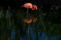 © ALL IMAGES COPYRIGHTED; NO IMAGES ARE WITHIN THE PUBLIC DOMAIN AND CANNOT BE COPIED OR REPRODUCED WITHOUT PERMISSION