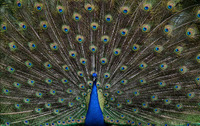 © ALL IMAGES COPYRIGHTED; NO IMAGES ARE WITHIN THE PUBLIC DOMAIN AND CANNOT BE COPIED OR REPRODUCED WITHOUT PERMISSION