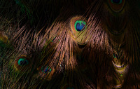 © ALL IMAGES COPYRIGHTED; NO IMAGES ARE WITHIN THE PUBLIC DOMAIN AND CANNOT BE COPIED OR REPRODUCED WITHOUT PERMISSION