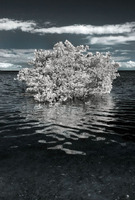 © ALL IMAGES COPYRIGHTED; NO IMAGES ARE WITHIN THE PUBLIC DOMAIN AND CANNOT BE COPIED OR REPRODUCED WITHOUT PERMISSION