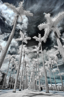 © ALL IMAGES COPYRIGHTED; NO IMAGES ARE WITHIN THE PUBLIC DOMAIN AND CANNOT BE COPIED OR REPRODUCED WITHOUT PERMISSION