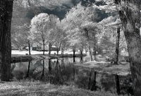 © ALL IMAGES COPYRIGHTED; NO IMAGES ARE WITHIN THE PUBLIC DOMAIN AND CANNOT BE COPIED OR REPRODUCED WITHOUT PERMISSION