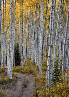 © ALL IMAGES COPYRIGHTED; NO IMAGES ARE WITHIN THE PUBLIC DOMAIN AND CANNOT BE COPIED OR REPRODUCED WITHOUT PERMISSION