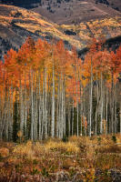 © ALL IMAGES COPYRIGHTED; NO IMAGES ARE WITHIN THE PUBLIC DOMAIN AND CANNOT BE COPIED OR REPRODUCED WITHOUT PERMISSION