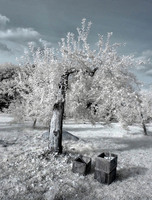 © ALL IMAGES COPYRIGHTED; NO IMAGES ARE WITHIN THE PUBLIC DOMAIN AND CANNOT BE COPIED OR REPRODUCED WITHOUT PERMISSION