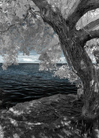 © ALL IMAGES COPYRIGHTED; NO IMAGES ARE WITHIN THE PUBLIC DOMAIN AND CANNOT BE COPIED OR REPRODUCED WITHOUT PERMISSION