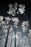 © ALL IMAGES COPYRIGHTED; NO IMAGES ARE WITHIN THE PUBLIC DOMAIN AND CANNOT BE COPIED OR REPRODUCED WITHOUT PERMISSION