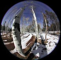 © ALL IMAGES COPYRIGHTED; NO IMAGES ARE WITHIN THE PUBLIC DOMAIN AND CANNOT BE COPIED OR REPRODUCED WITHOUT PERMISSION